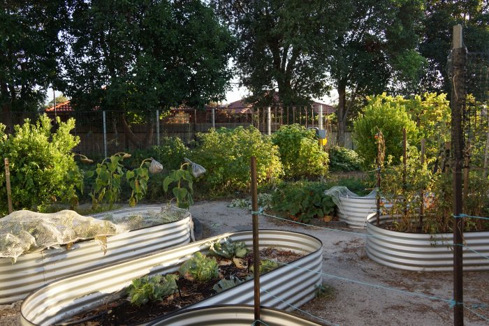 Vegie Garden Athol Road Ps 2